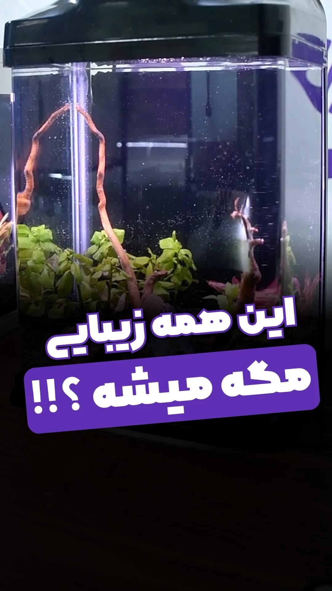 آکواریوم، رنگ شفاف و مشکی، جنس شیشه و پلاستیک، مستطیلی، دارای درب