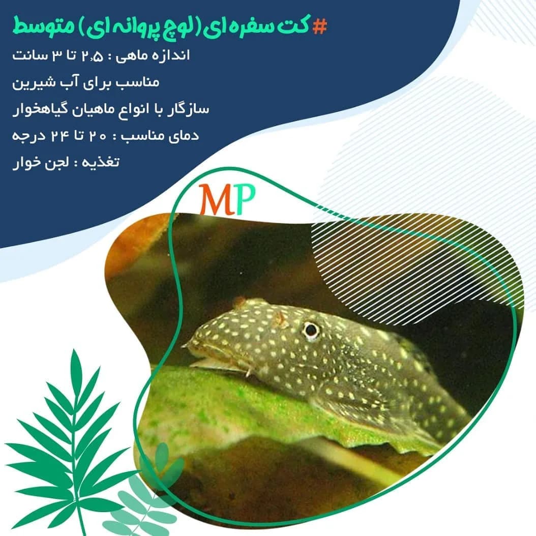 ماهی کت سفرهای لوچ پروانهای، رنگ سبز و زرد، طرح خالدار، ماهی کفخوار