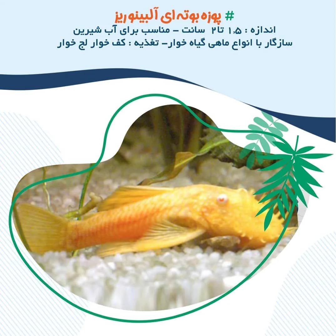 ماهی پوزه بوتهای آلبینو ریز، رنگ زرد و نارنجی، ماهی کفخوار