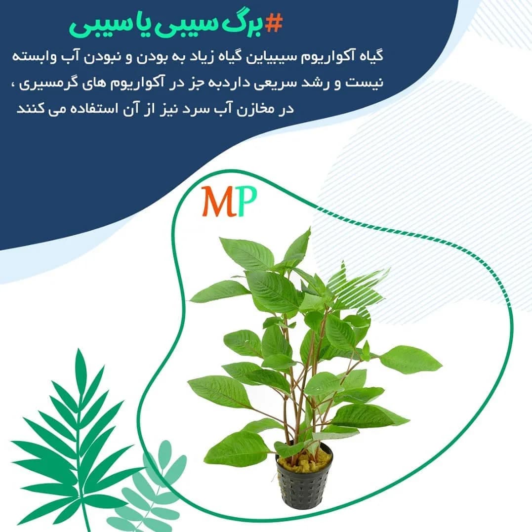 گیاه برگ سیبی آکواریوم، رنگ سبز، گیاه برگدار