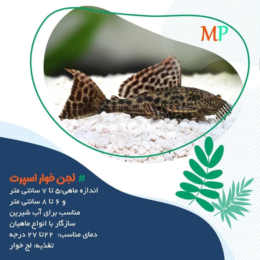 ماهی لجنخوار اسپرت، رنگ قهوهای و سیاه، طرح پلنگی، ماهی کفخوار