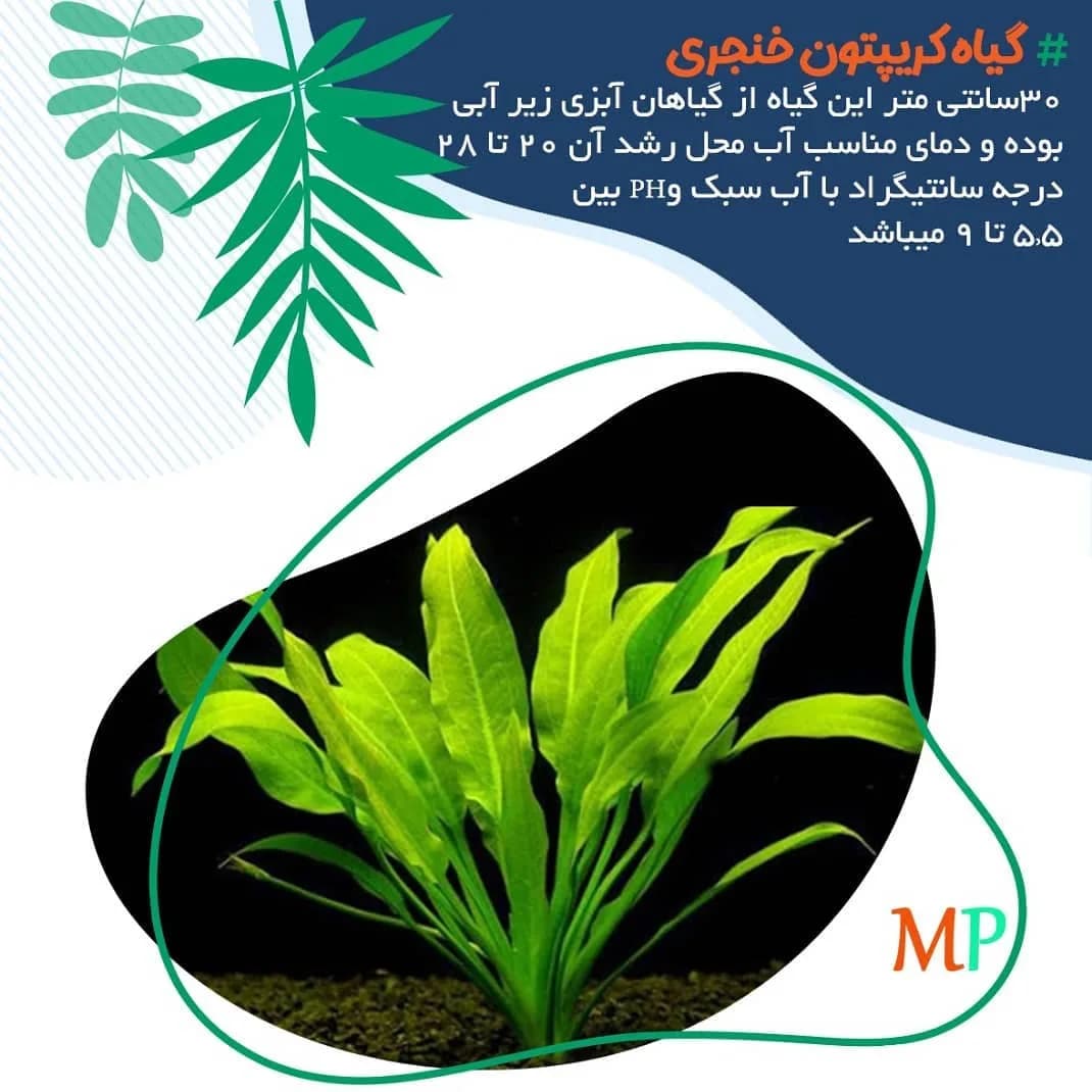 گیاه کریپتون خنجری