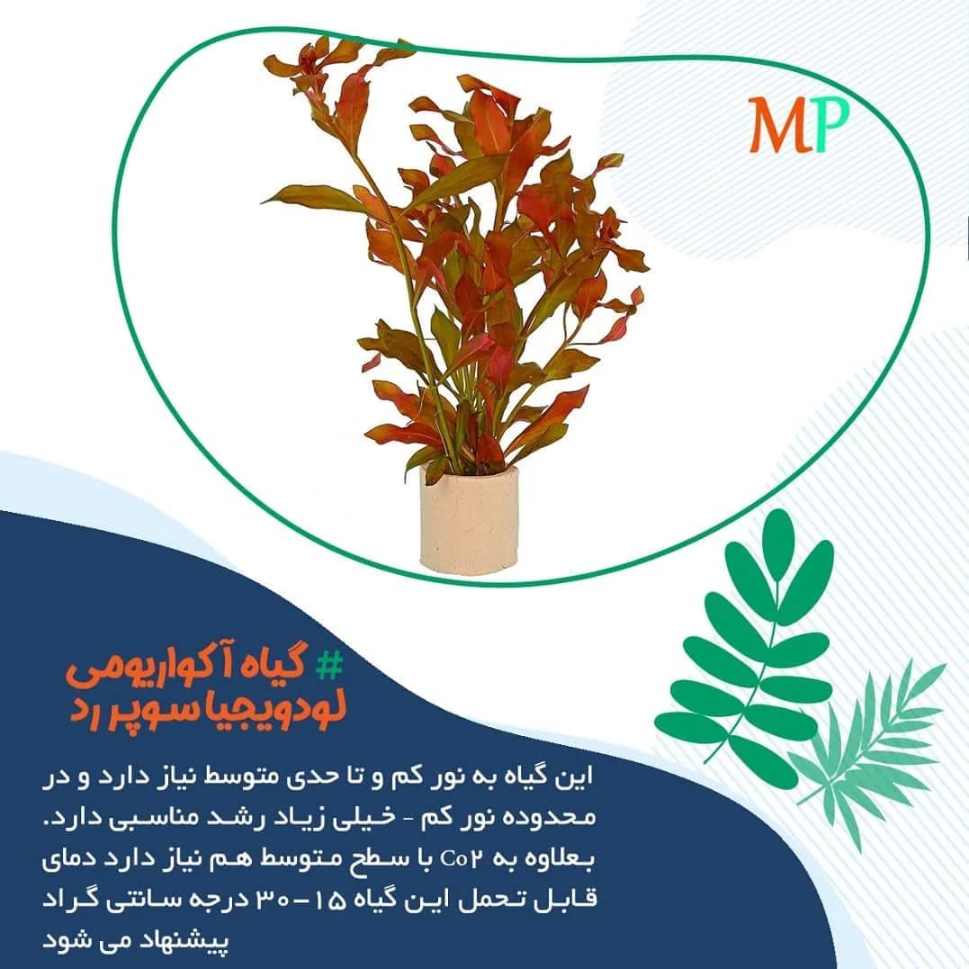 گیاه آکواریومی لودویجیا سوپررد، رنگ قرمز و نارنجی، گیاه ساقهدار