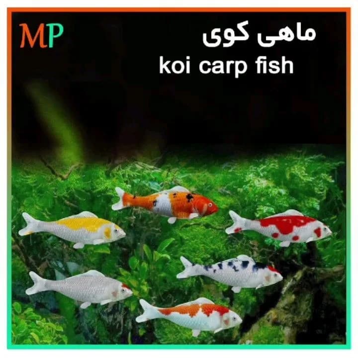 ماهی کوی