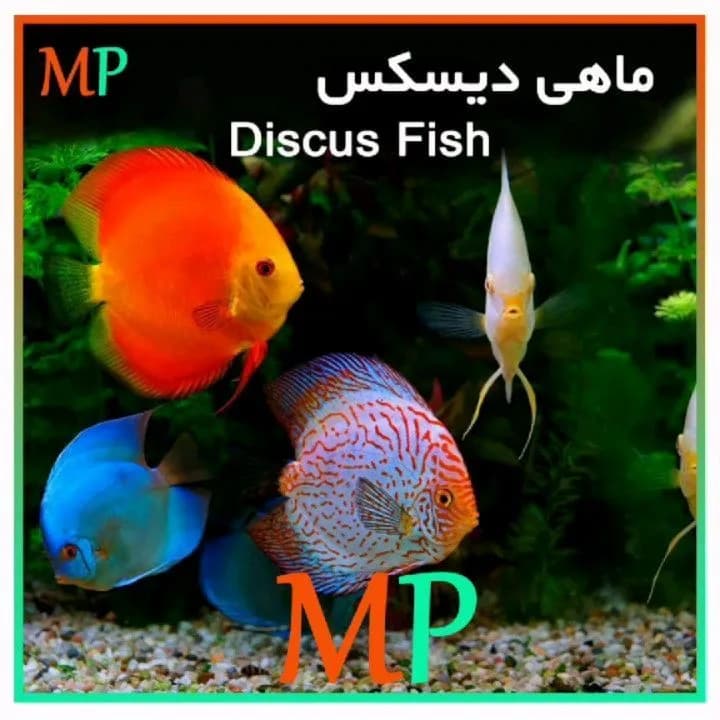 ماهی دیسکس، رنگ نارنجی، آبی و سفید، ماهی آکواریومی