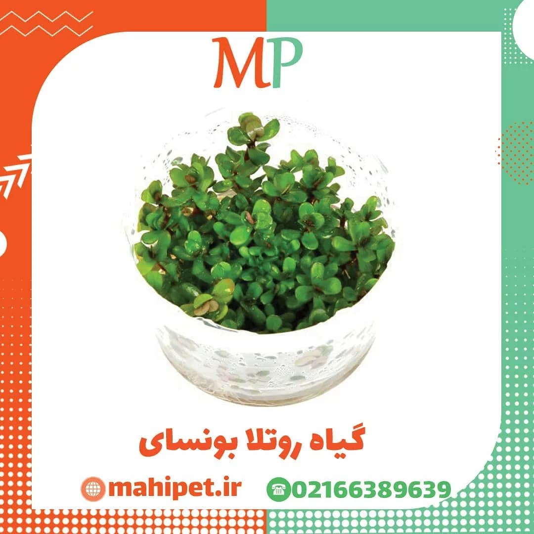 گیاه روتالا بونسای