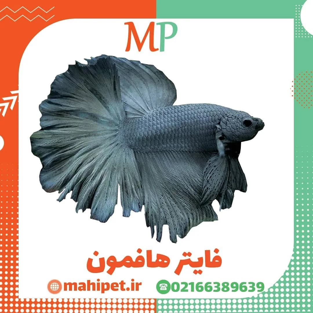 ماهی فایتر هافمون، رنگ آبی تیره، ماهی زینتی