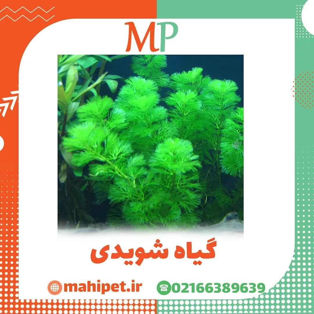 گیاه کابومبا کارولینیانا