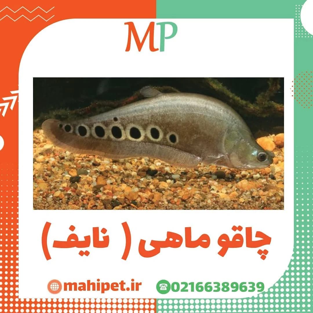 ماهی چاقو نایف، رنگ خاکستری، طرح خالدار