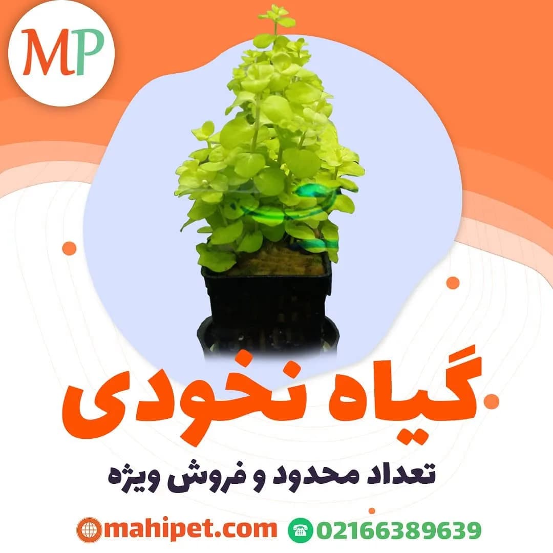 گیاه نخودی آکواریوم، رنگ سبز، گیاه آبزی