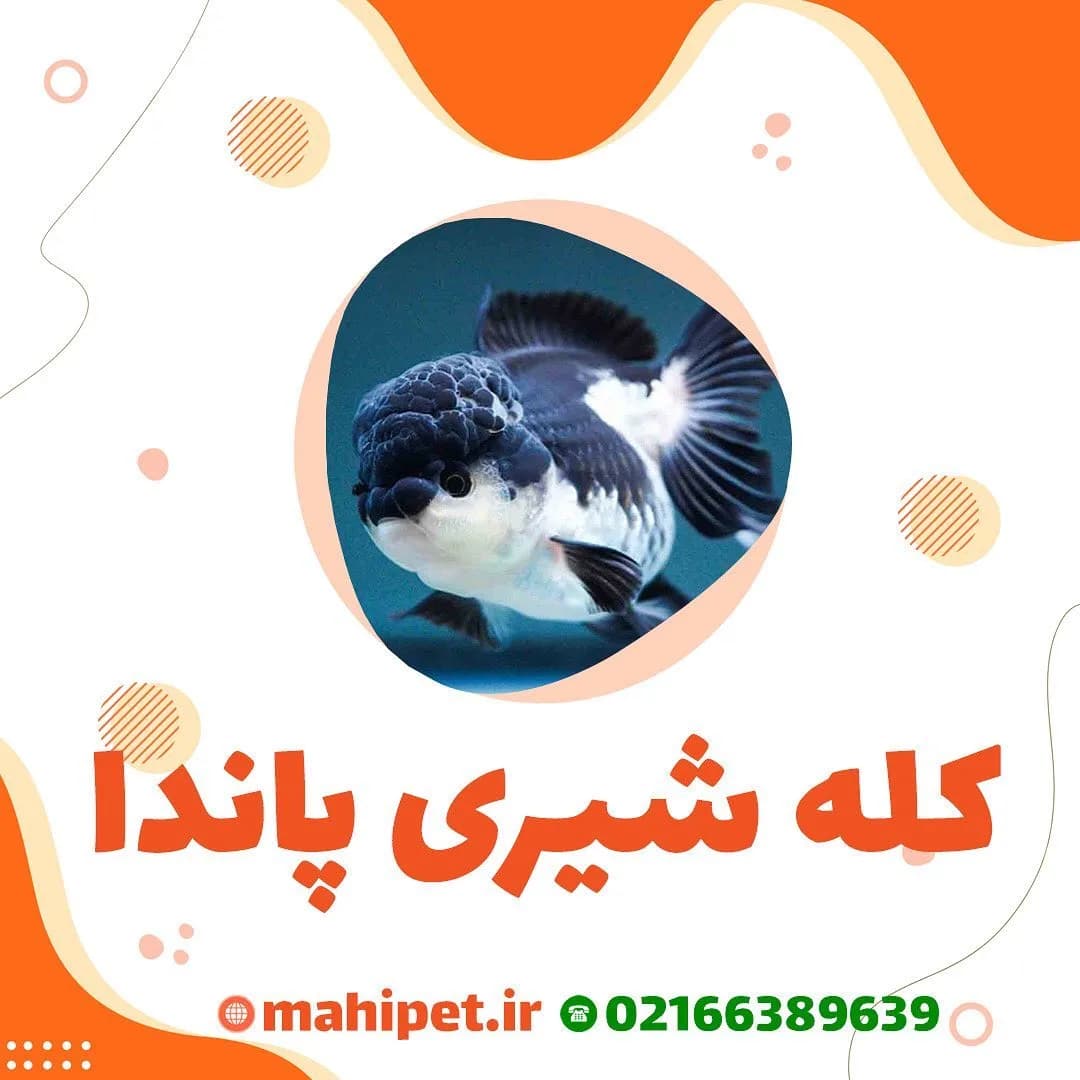 ماهی گلدفیش کله شیری پاندا، رنگ سفید و مشکی، ماهی زینتی آب شیرین