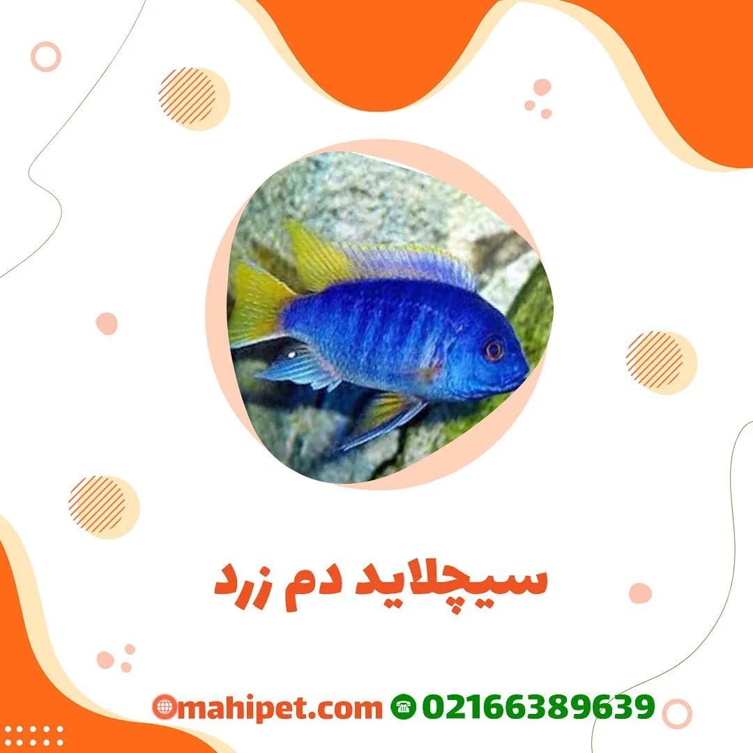 ماهی سیکلید دم زرد، رنگ آبی