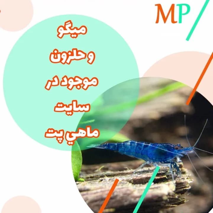 میگو و حلزون آکواریومی، رنگ آبی، کوچک