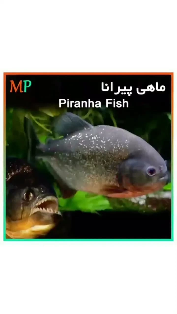 ماهی پیرانا، رنگ خاکستری و قرمز، ماهی زینتی