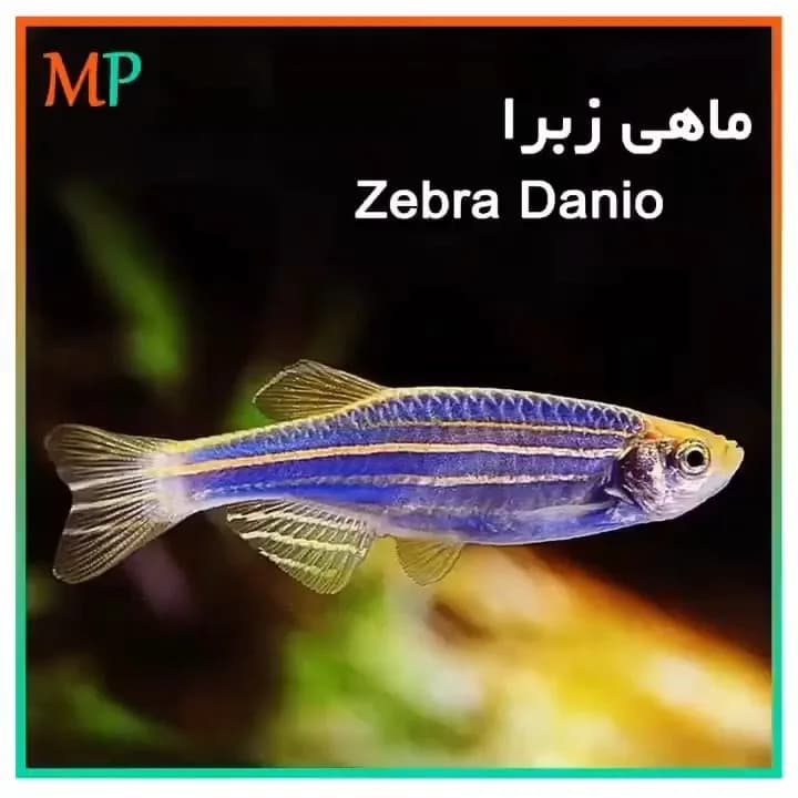 ماهی زبرا، رنگ آبی، زرد و سفید، طرح راهراه، حیوانات خانگی