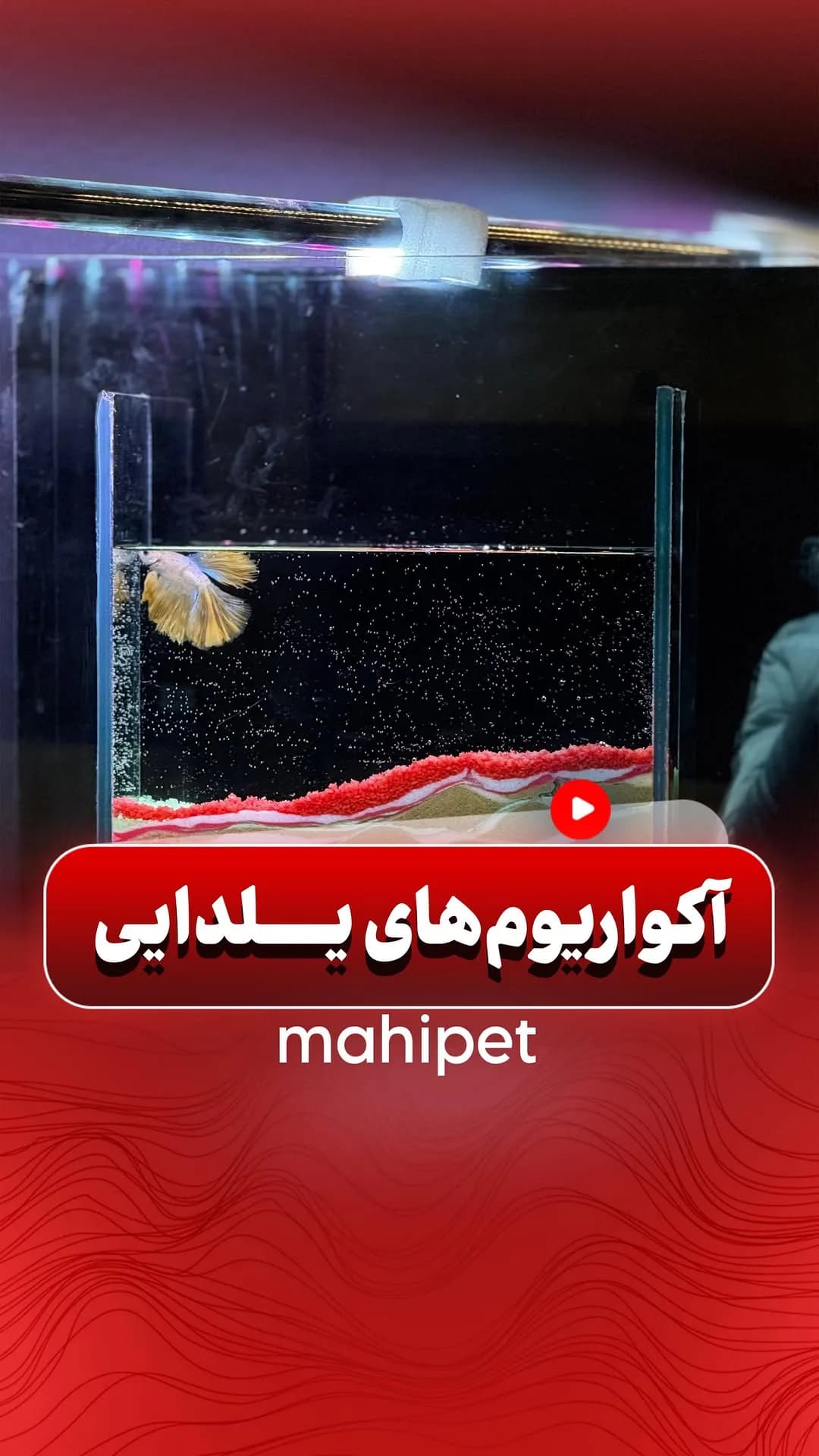 پک آکواریوم یلدا، رنگ شفاف و قرمز، جنس شیشه، مستطیلی کوچک