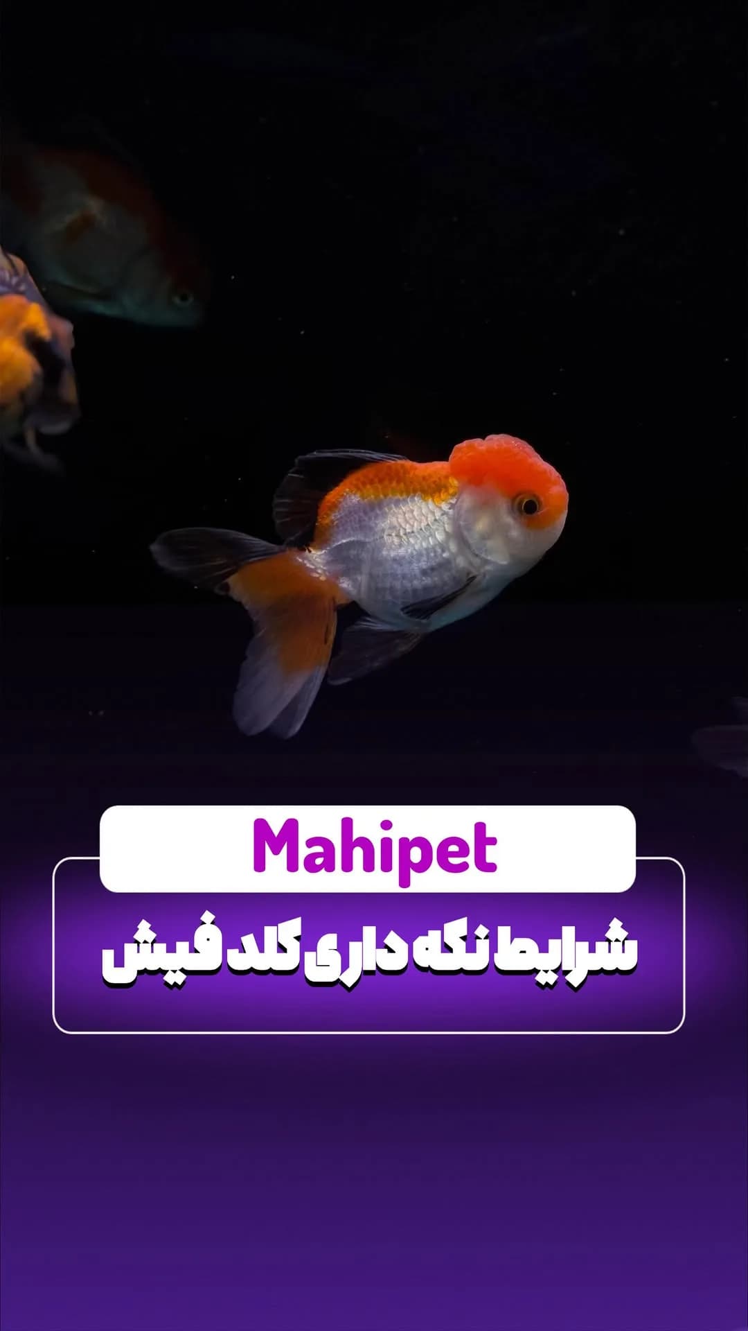 ماهی گلدفیش، رنگ نارنجی و سفید، ماهی زینتی