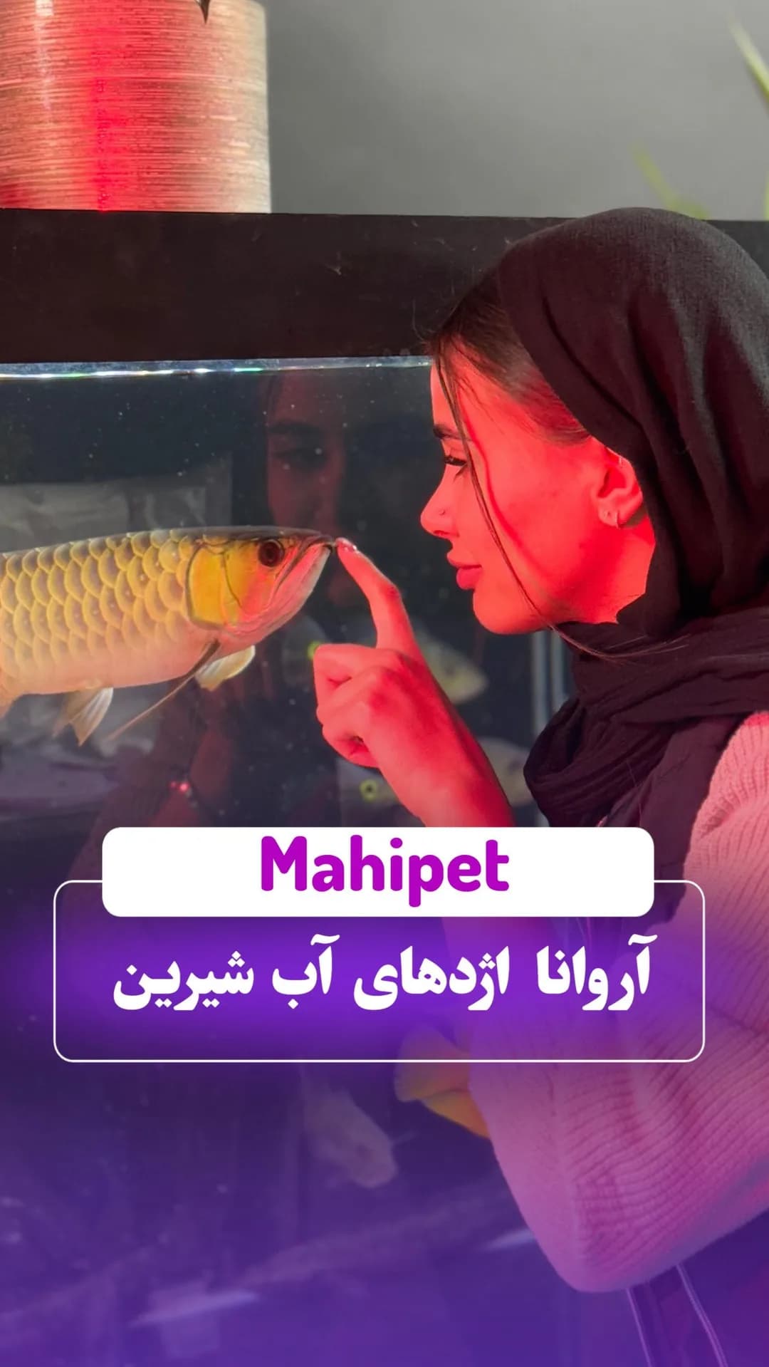 ماهی آروانا، رنگ طلایی و نقرهای، کشیده