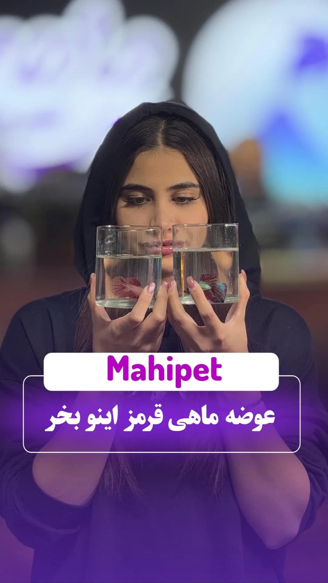 ماهی فایتر، رنگ قرمز، ماهی زینتی