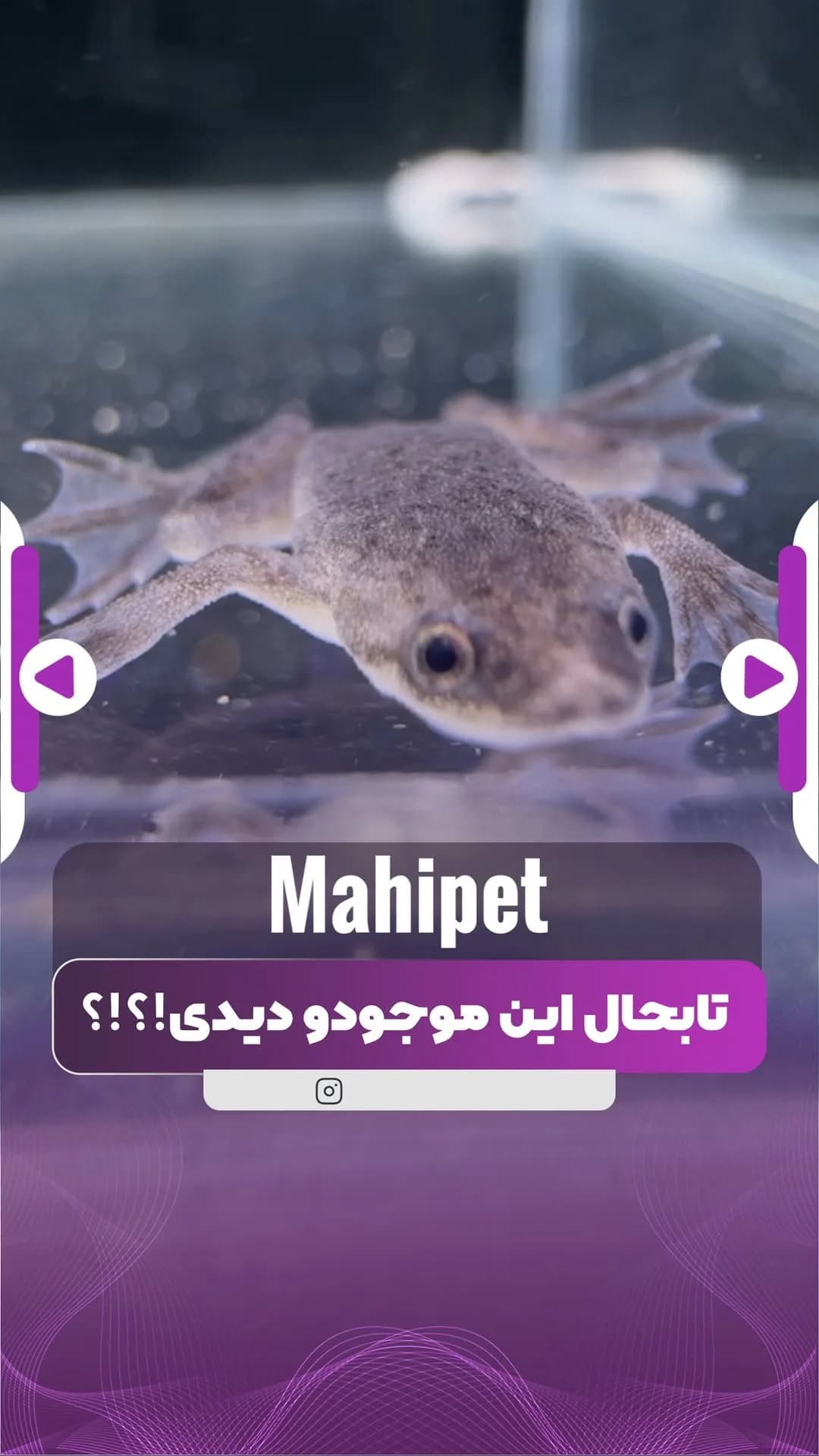 قورباغه‌ی کوتوله‌ی آفریقایی، رنگ قهوه‌ای و خاکستری، همه