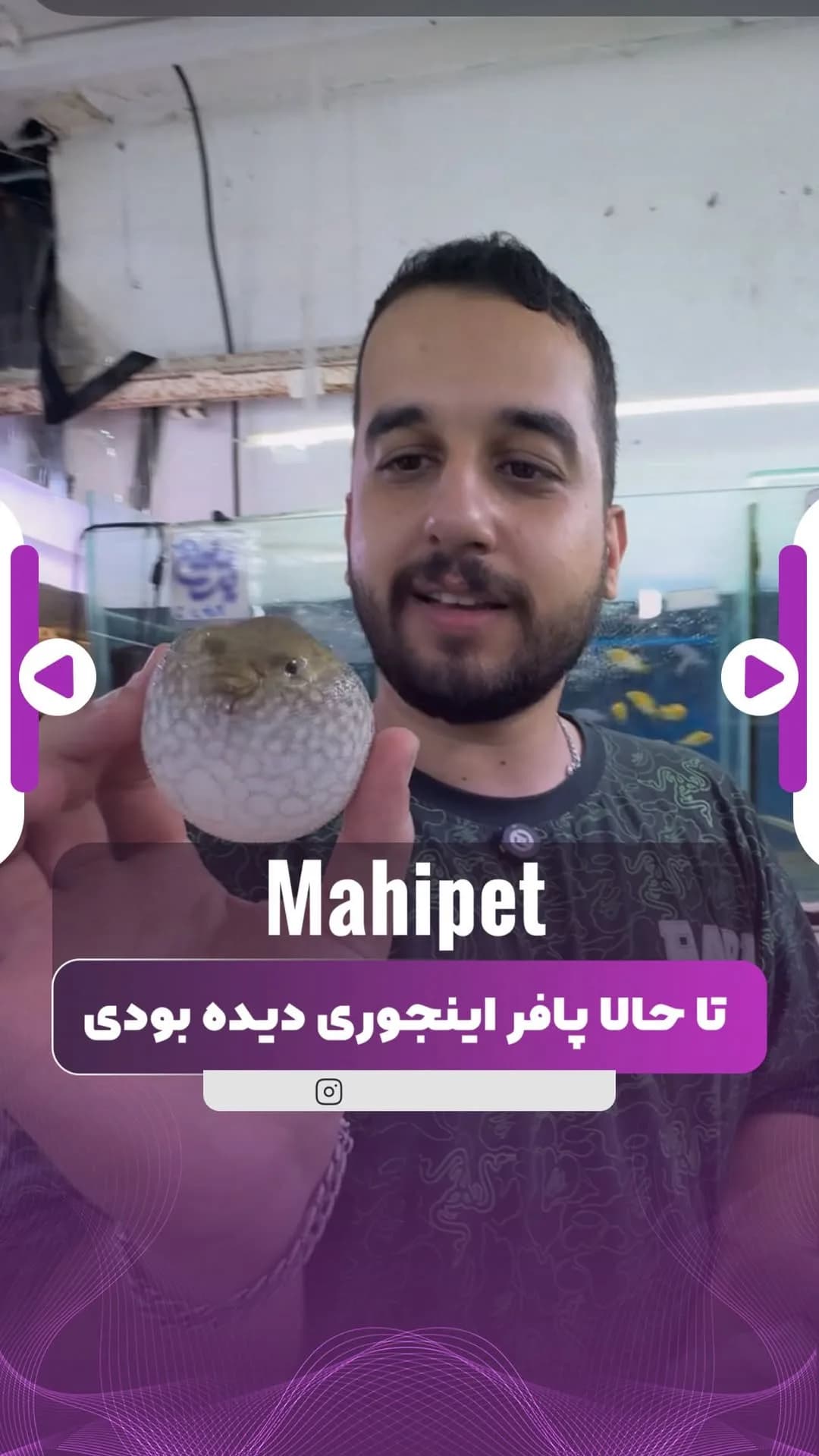 ماهی پافر، رنگ کرم و سفید