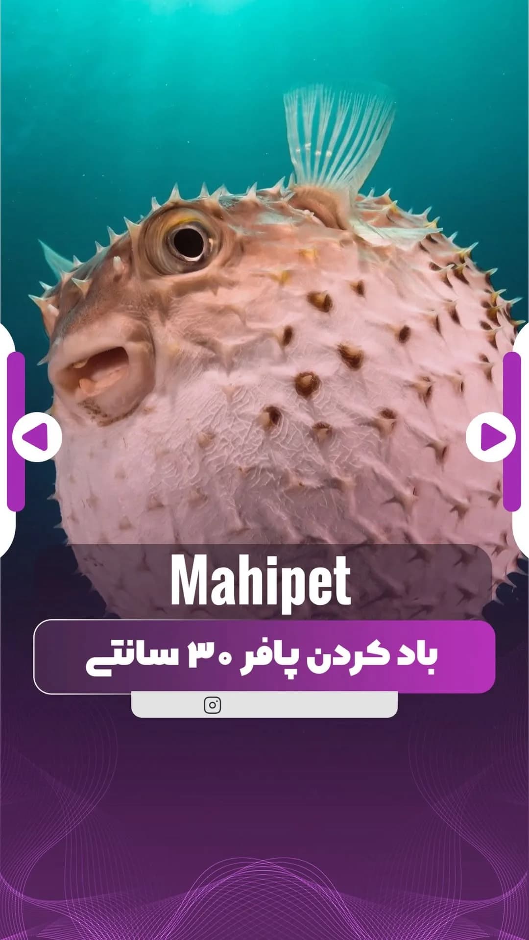 جفت ماهی پافر غول‌پیکر ۳۰ سانتی، رنگ صورتی و قهوه‌ای، گرد و خاردار