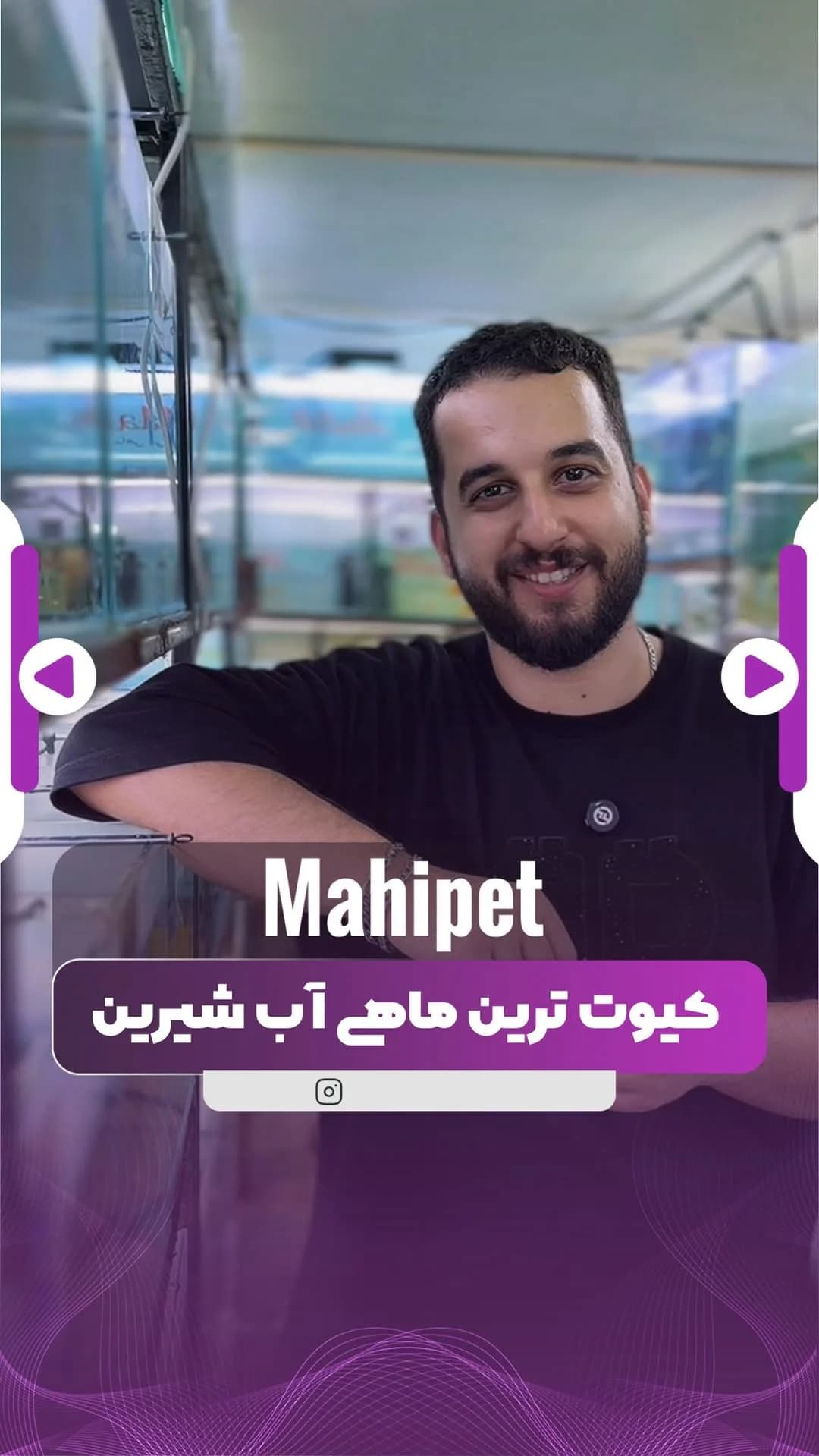 ماهی پافر نخودی