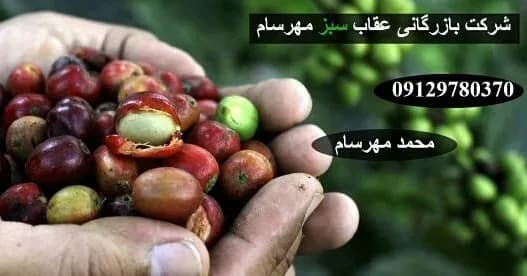 دانه قهوه ریو برزیل، رنگ قرمز، سبز و قهوهای، میوهی تازه قهوه