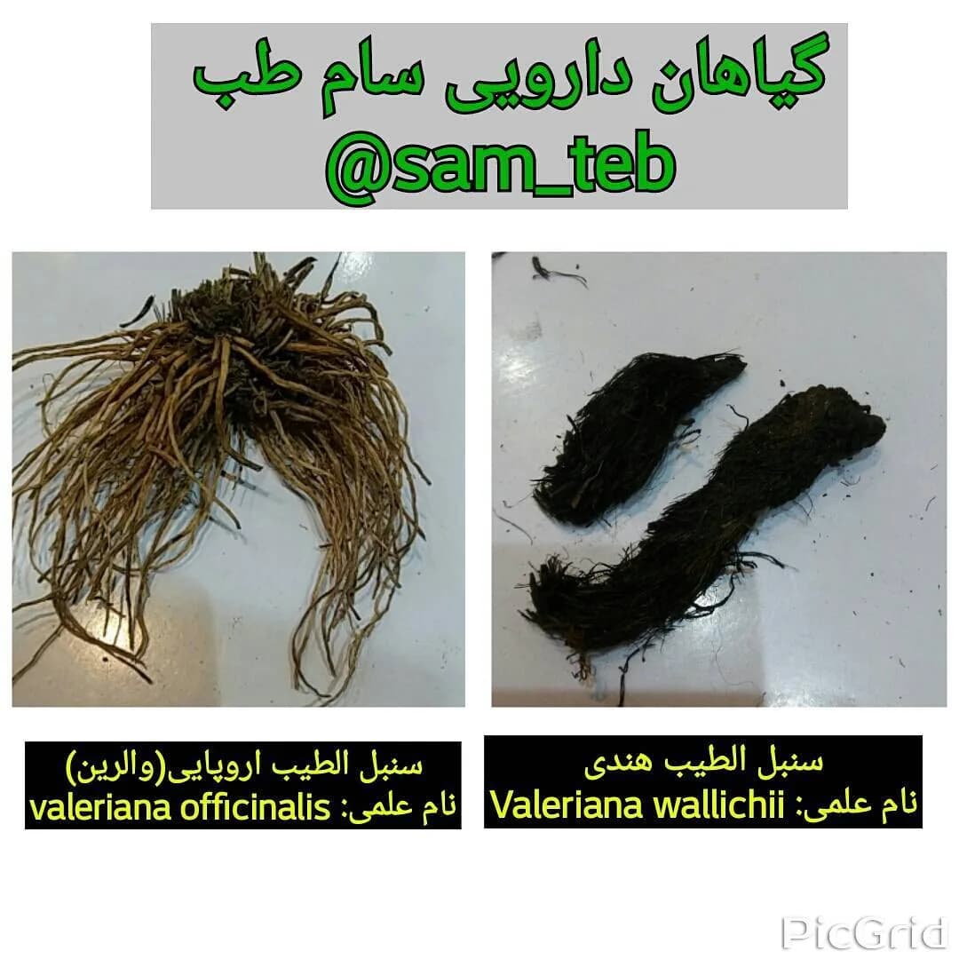 سنبل الطیب اروپایی ارگانیک