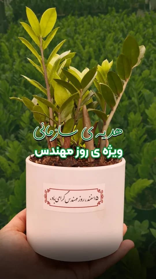 گلدان زاموفیلیا هدیهی سازمانی