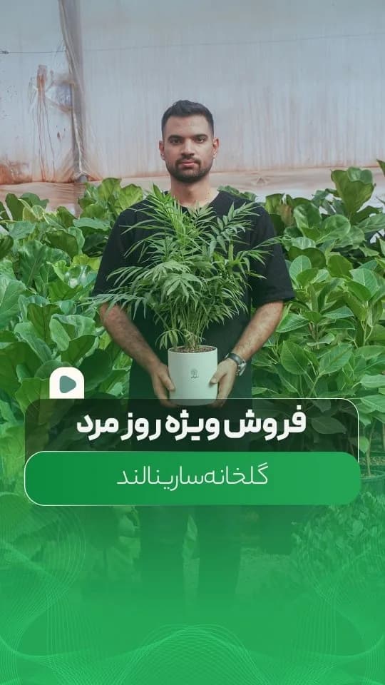 گیاه آپارتمانی با گلدان پلیمری (هدیهی روز مرد)، رنگ سبز، جنس پلاستیک، گیاه در گلدان