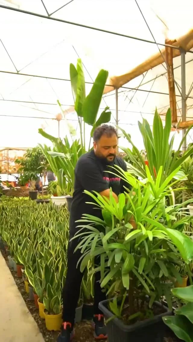 گیاهان بزرگ آپارتمانی (نیکولای، لیدی پالم، زاموفیلیا، فیکوس لیراتا)، رنگ سبز، جنس پلاستیک، گیاه در گلدان