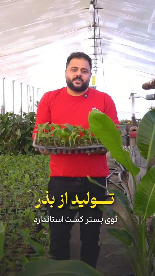 گیاه نیکولای (نشا تا سایز بزرگ)، رنگ سبز، جنس پلاستیک، سینی نشاء