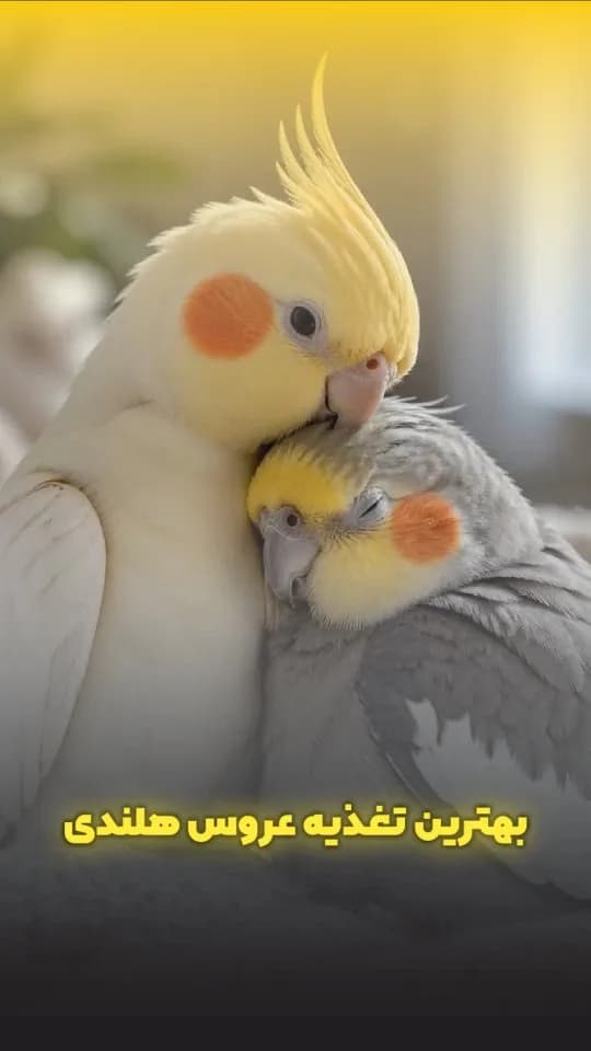 غذای عروس هلندی، رنگ زرد، خاکستری و سفید