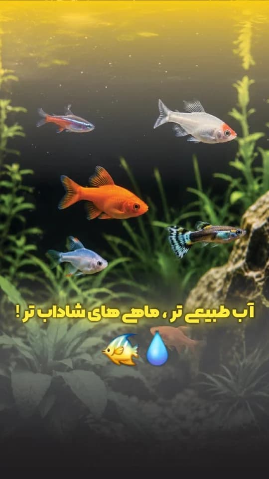 محلول بلکواتر پروتکت نیچر آکواریوم
