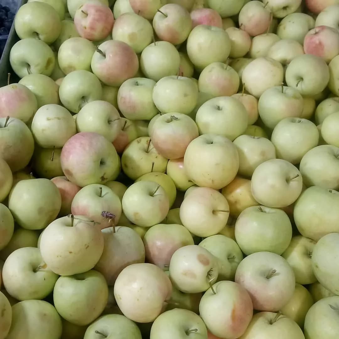 سیب گلاب