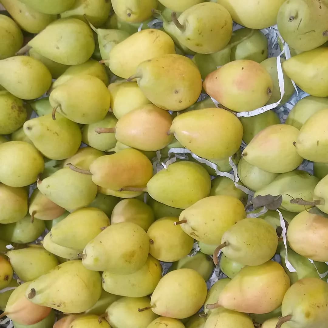 گلابی بیروتی