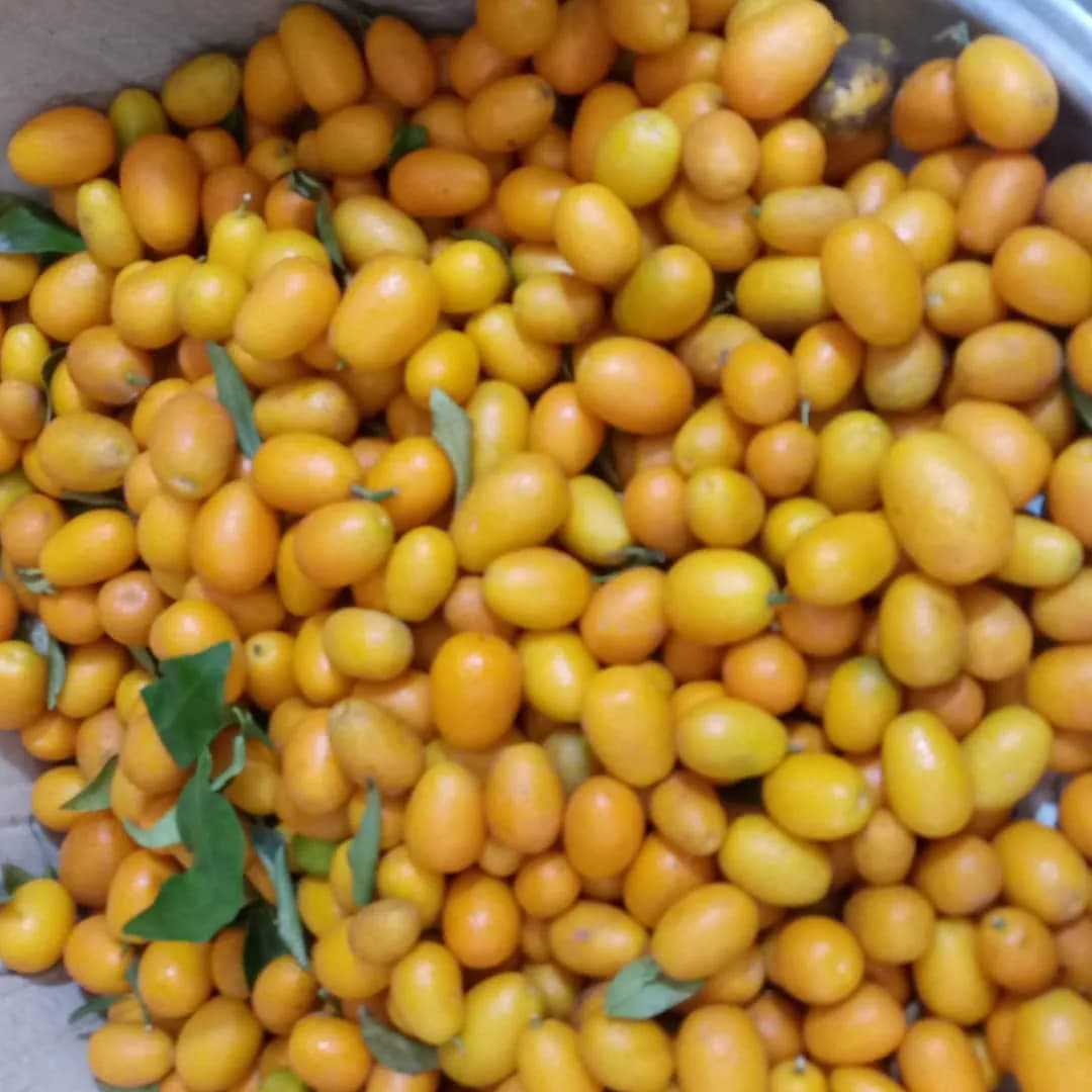 کامکوات