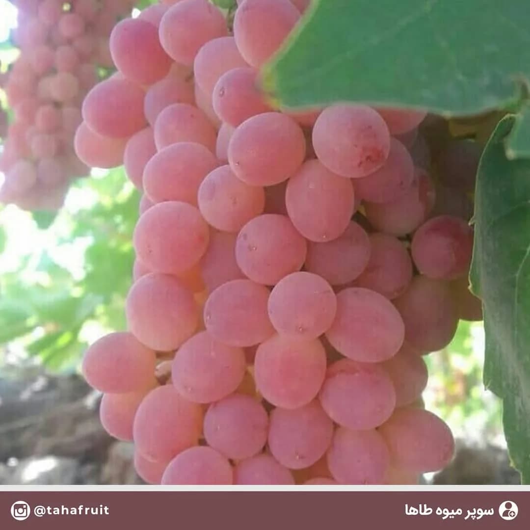 انگور بی‌دانه، رنگ صورتی و سبز، میوه خوشه‌ای