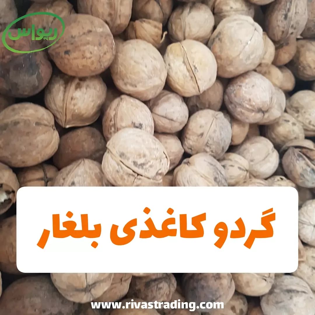 گردو کاغذی بلغار