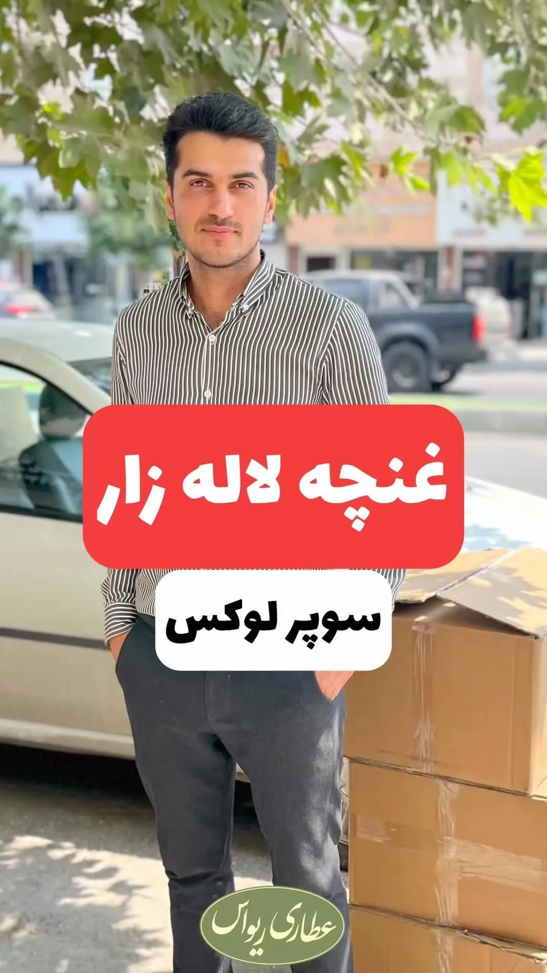 غنچه گل محمدی لالهزار