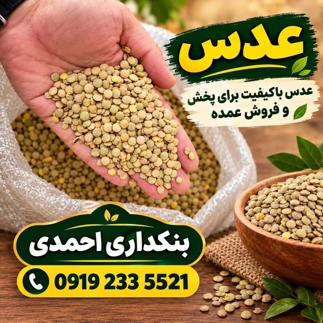 عدس روسی، رنگ سبز زیتونی و کرم، دانه ریز