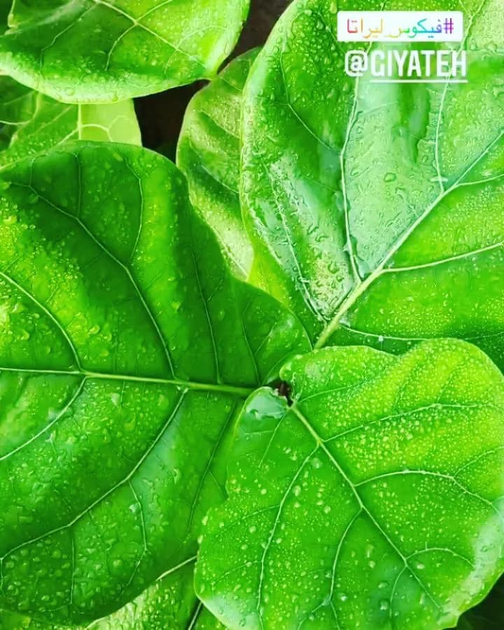 فیکوس لیراتا