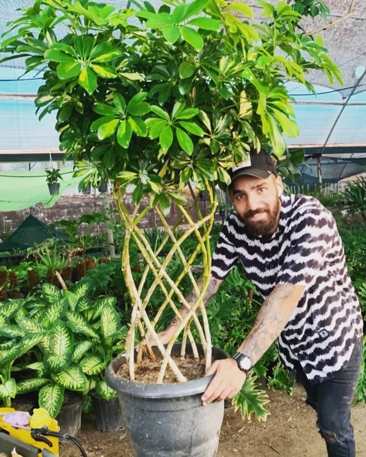 شفلرا، رنگ سبز، تنه بافته شده