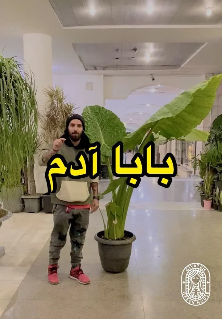 بابا آدم