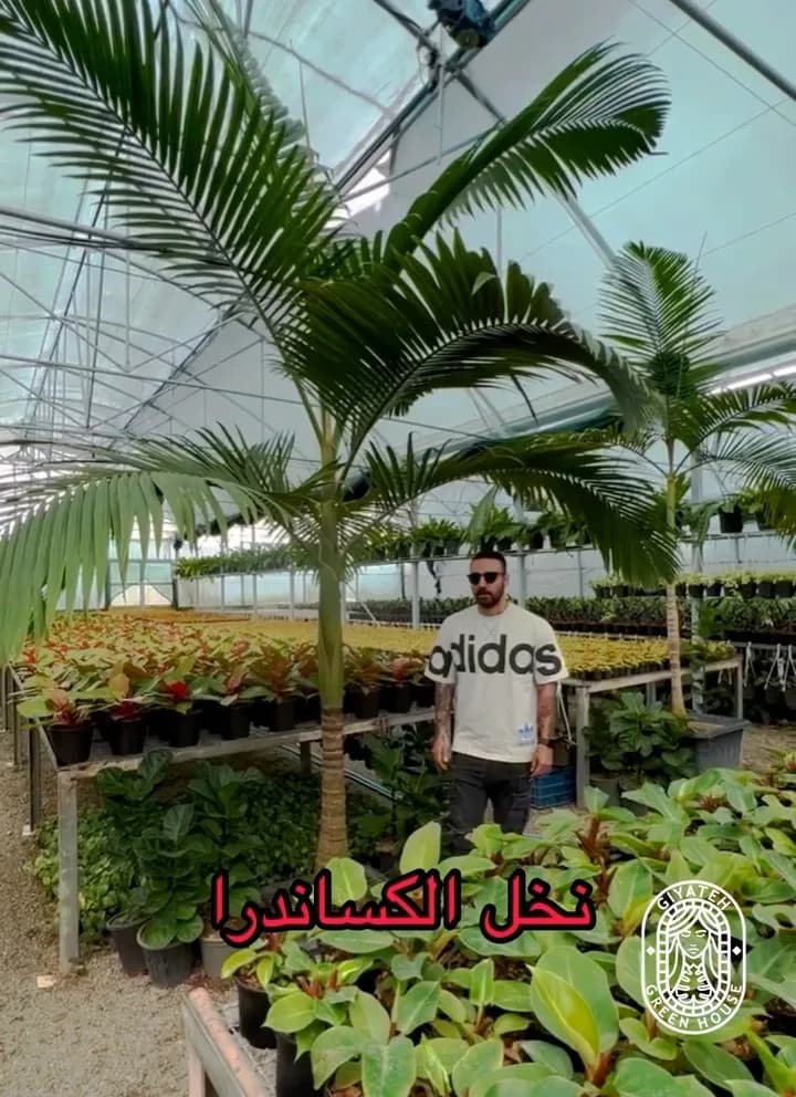 نخل الکساندرا، رنگ سبز، تنه بلند و برگهای پرمانه