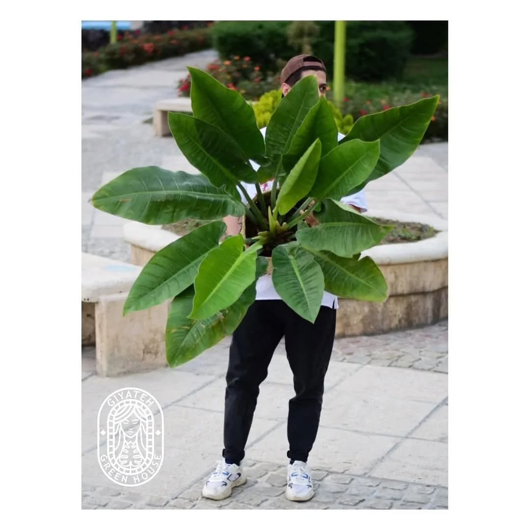 فیلودندرون گوشگرگی