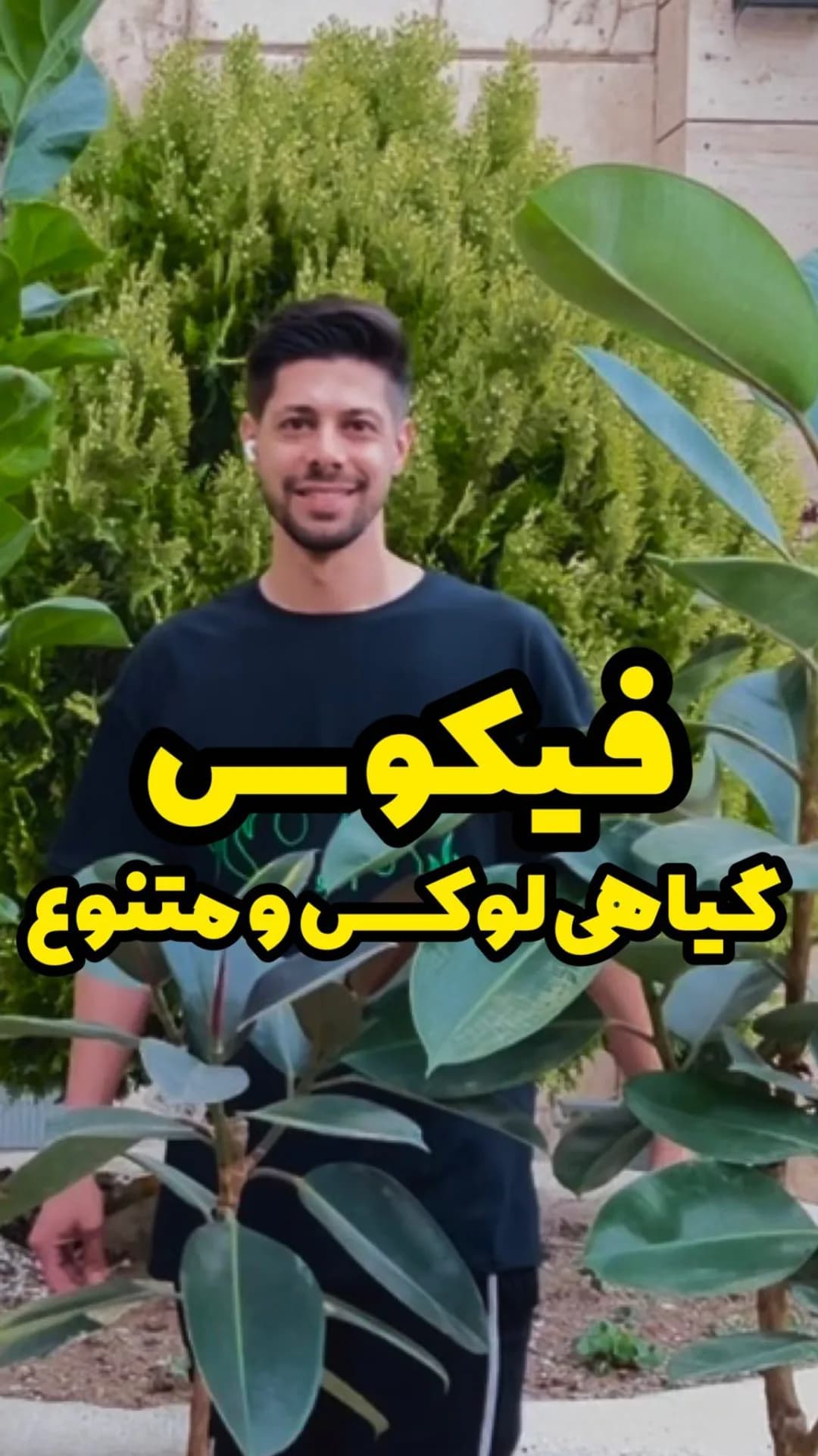 فیکوس