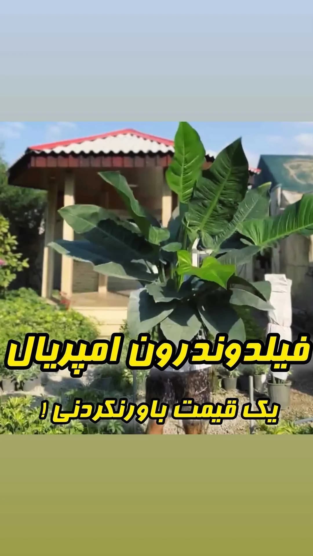 فیلودندرون امپریال، رنگ سبز، گیاه آپارتمانی برگ پهن