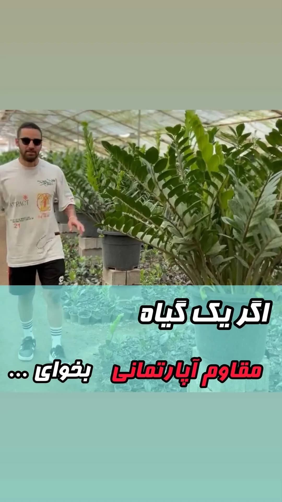 زاموفیلیا